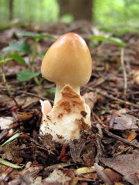 Amanita amerifulva image