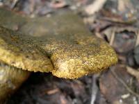 Lactarius turpis image