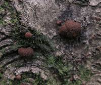 Hypoxylon fragiforme image