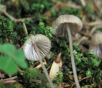 Mycena sanguinolenta image