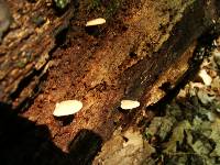 Crepidotus mollis image