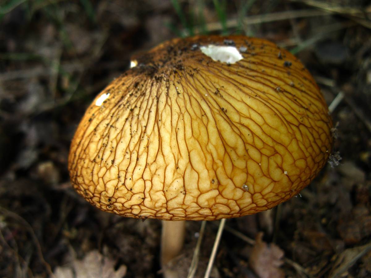 Oudemansiella rugosoceps image