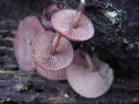 Callistosporium purpureomarginatum image
