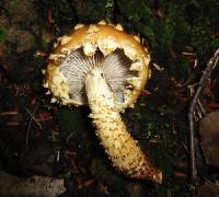 Hemistropharia albocrenulata image