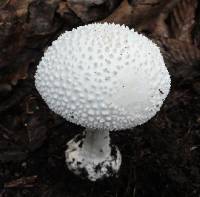 Amanita abrupta image