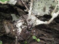 Hyphodermella corrugata image