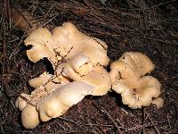 Cantharellus formosus image