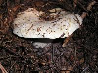 Russula brevipes var. acrior image