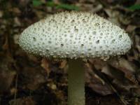 Amanita atkinsoniana image