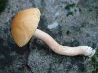 Boletus longicurvipes image