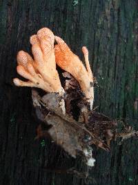 Cordyceps militaris image