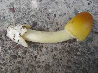 Amanita banningiana image