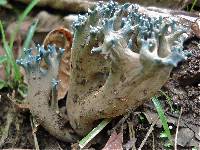 Ramaria cyanocephala image