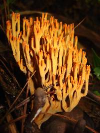 Ramaria cokeri image