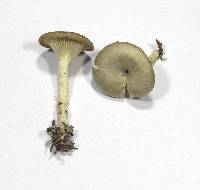 Clitocybe phaeophthalma image