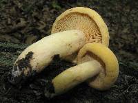 Lactarius volemus var. flavus image