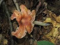 Hygrocybe calyptriformis var. calyptriformis image