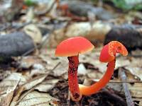 Hygrocybe miniata image