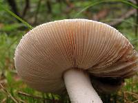 Amanita dolichopus image