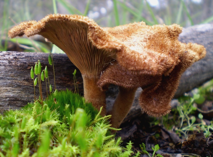 Lentinus fasciatus image