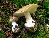 Cortinarius talus image