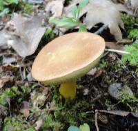 Boletus roxanae image