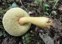 Boletus roxanae image