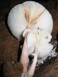 Leucoagaricus americanus image