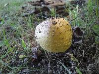 Amanita flavorubens image