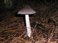 Amanita pachycolea image