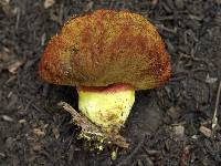 Gastroboletus vividus image