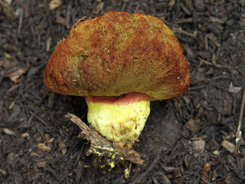Gastroboletus vividus image