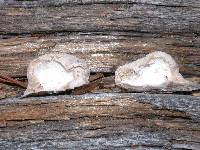 Oligoporus leucospongia image