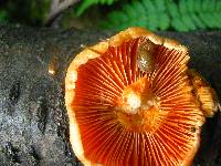 Lactarius thyinos image