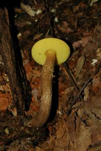 Boletellus chrysenteroides image