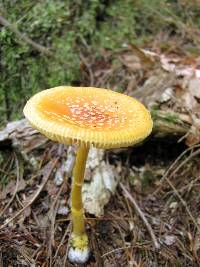 Amanita frostiana image