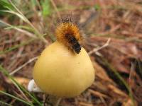 Amanita xylinivolva image