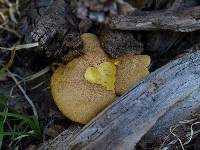 Suillus tomentosus image