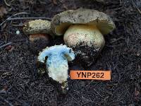 Boletus calopus var. frustosus image