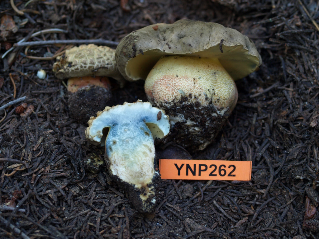 Boletus calopus var. frustosus image