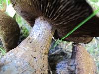 Cortinarius squamulosus image