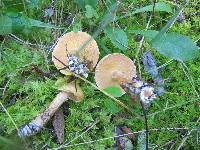 Suillus acidus image