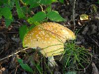 Amanita amerimuscaria image