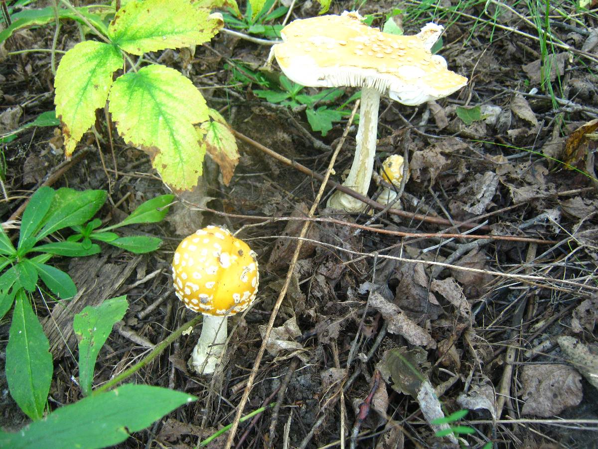 Amanita amerimuscaria image