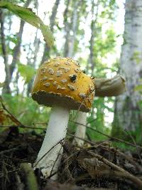 Amanita amerimuscaria image