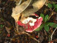 Russula cessans image