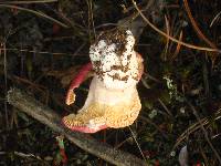 Russula cessans image