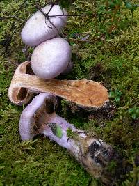 Cortinarius traganus image