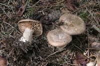 Clitopaxillus alexandri image