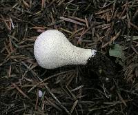 Lycoperdon molle image